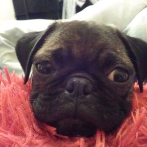 Meet your Posher, Alex